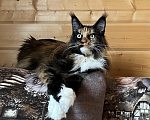 Кошки в других городах Московской области: Кошка Девочка, 15 000 руб. - фото 3