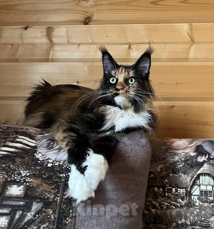 Кошки в других городах Московской области: Кошка Девочка, 15 000 руб. - фото 3