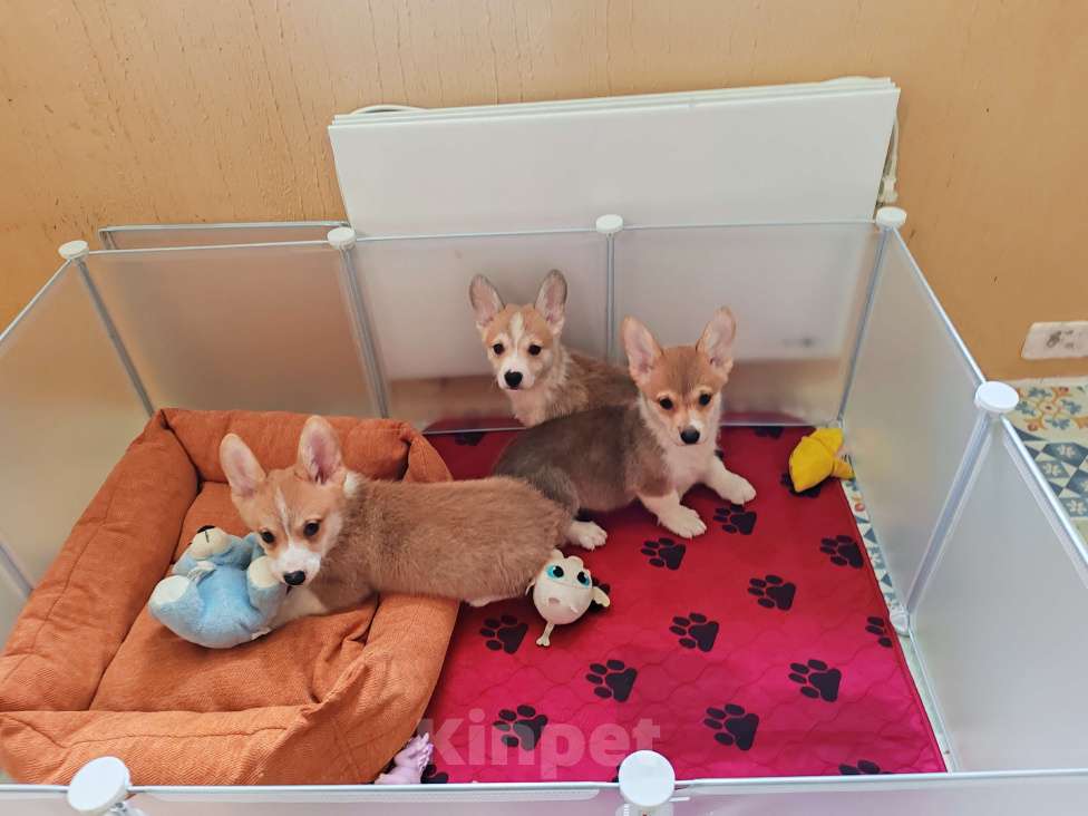 Собаки в Москве: Корги пемброк девочки  Девочка, 40 000 руб. - фото 3