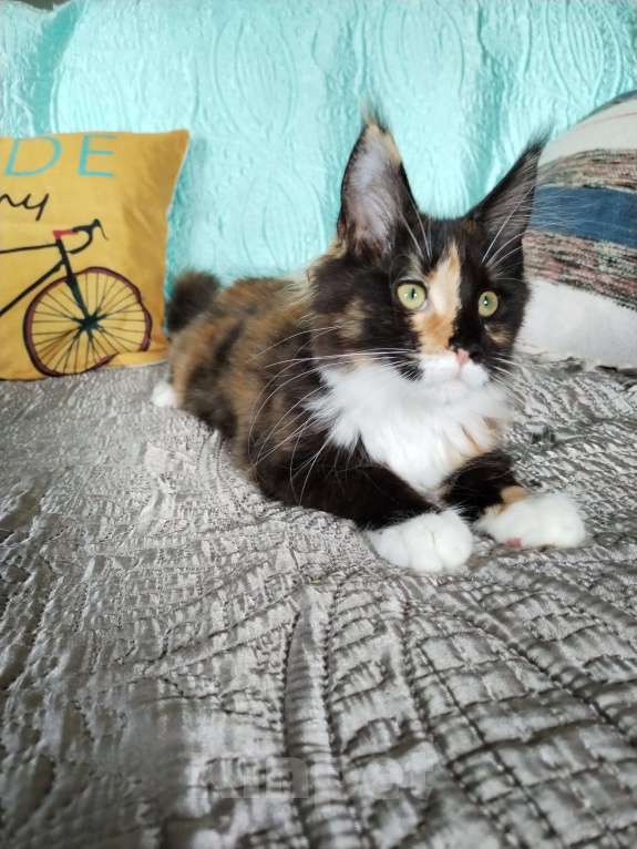 Кошки в Петрозаводске: Котята мейн-кун  Девочка, Бесплатно - фото 5