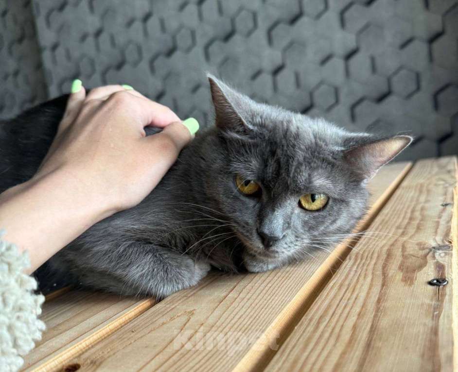 Кошки в Москве: Друзья, ищет дом кошечка Дымка.  Девочка, Бесплатно - фото 2