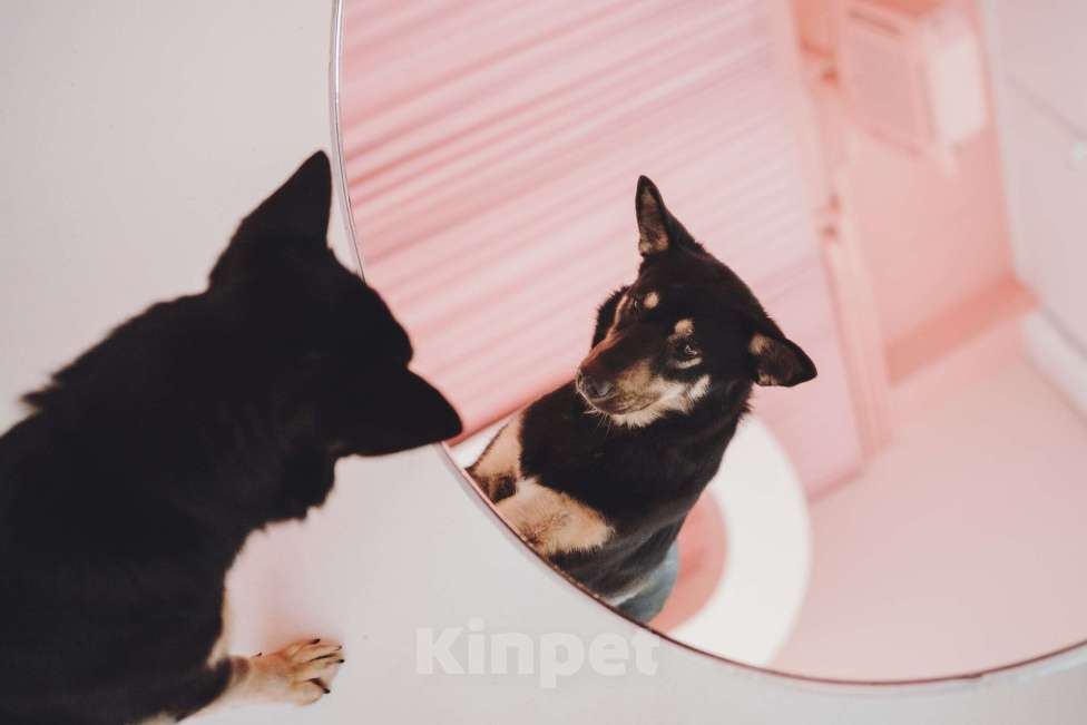 Собаки в Москве: Невероятная Нуара ищет дом Девочка, Бесплатно - фото 4