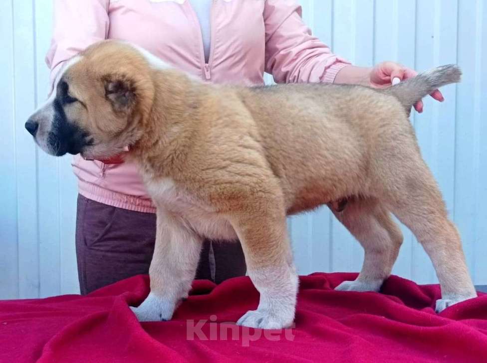 Собаки в Пензе: Щенки среднеазиатская овчарка  Мальчик, Бесплатно - фото 2