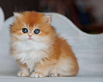 Кошки в Владивостоке: Британская девочка. Котенок. Шиншилла Девочка, 180 000 руб. - фото 1