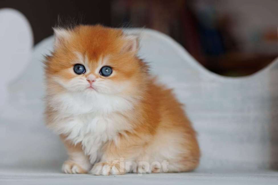 Кошки в Владивостоке: Британская девочка. Котенок. Шиншилла Девочка, 180 000 руб. - фото 1