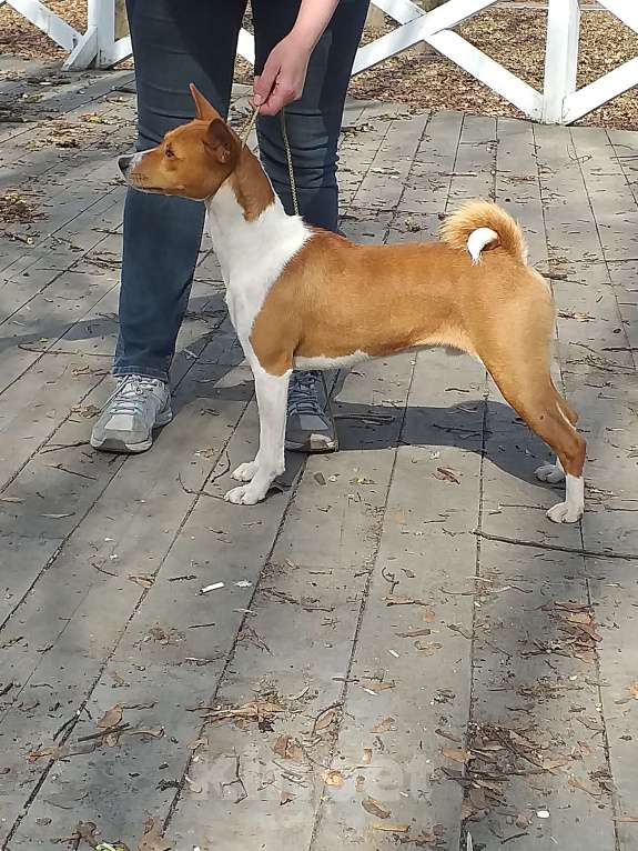 Собаки в Щелково: Неоднократный Чемпион России ищет девочку. Мальчик, 10 000 руб. - фото 6