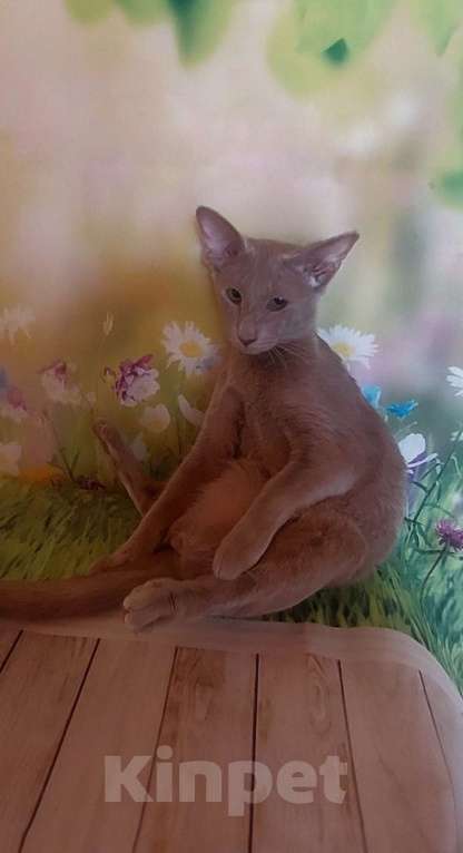 Кошки в Волгограде: Ориентальные котята Девочка, 60 000 руб. - фото 3