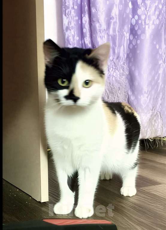 Кошки в Санкт-Петербурге: Кошечка ищет дом.  Девочка, Бесплатно - фото 3