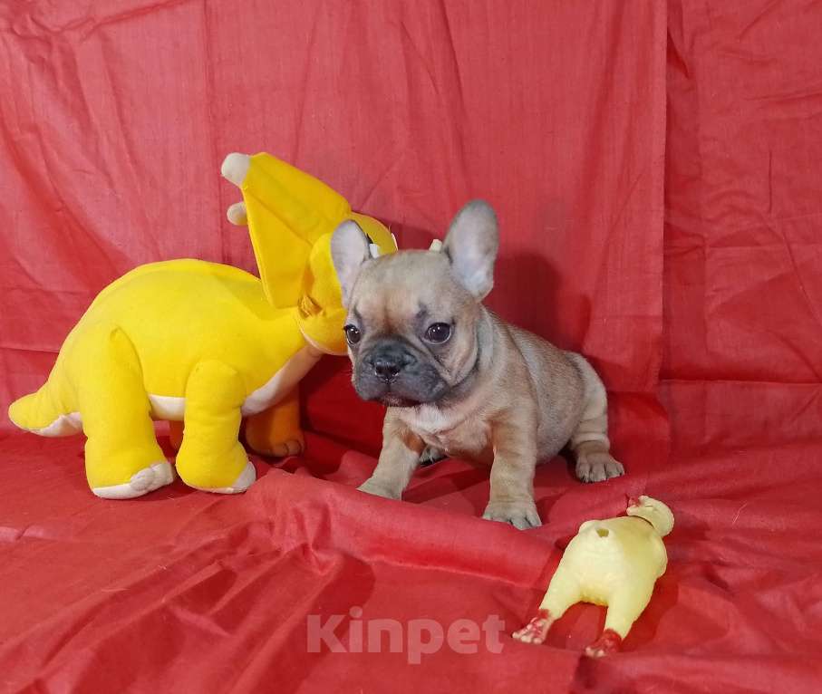 Собаки в Самаре: Девочки и мальчики французики Мальчик, 25 000 руб. - фото 7