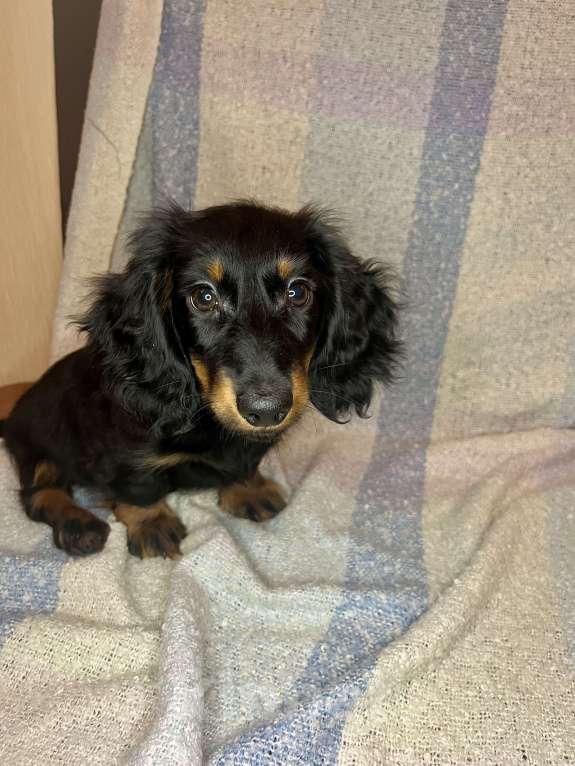 Собаки в Москве: Черно-подпалый мальчик длинношерстной таксы Мальчик, 55 000 руб. - фото 3