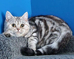 Кошки в Москве: Красотка Олимпия ждёт свою семью Девочка, 18 000 руб. - фото 1