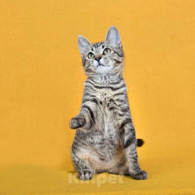 Кошки в других городах Московской области: Веселый котенок Кузя ищет дом Мальчик, Бесплатно - фото 8