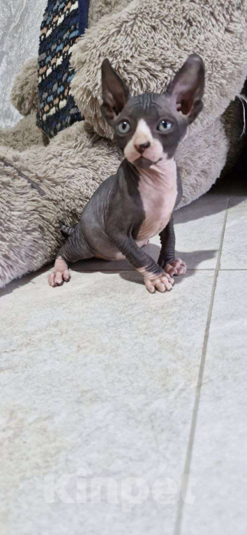 Кошки в Владивостоке: Канадский сфинкс, котенок Мальчик, Бесплатно - фото 4