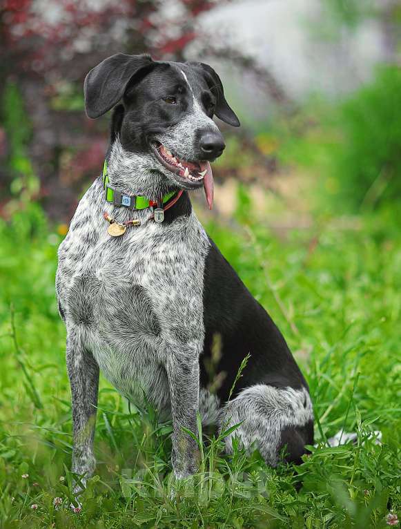 Собаки в Москве: Шелби. Ей очень нужен дом Девочка, 1 руб. - фото 3