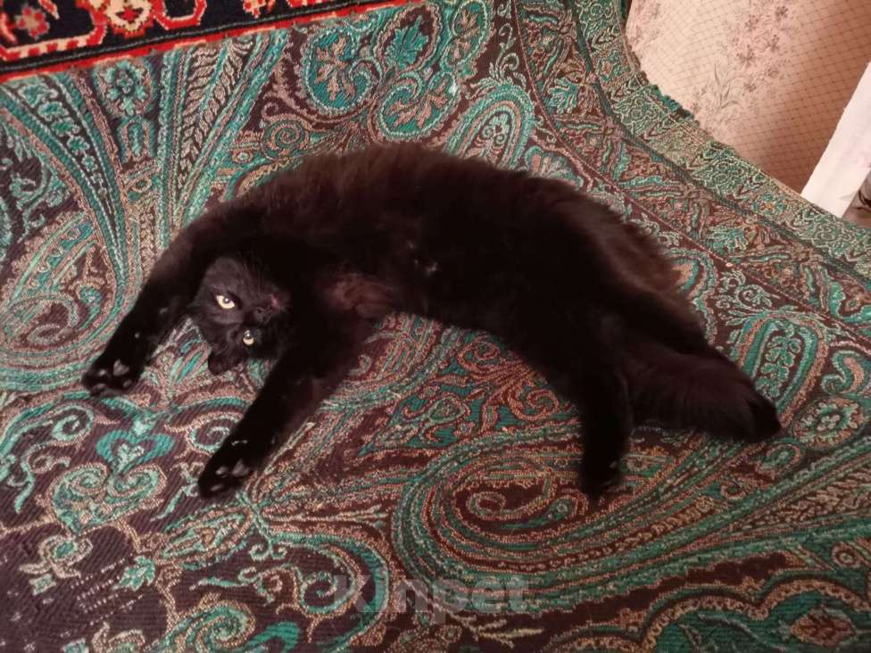 Кошки в Королеве: Пропал кот Мальчик, Бесплатно - фото 5