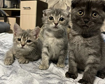 Кошки в Воронеже: Шотландская девочка страйт Девочка, 1 000 руб. - фото 2