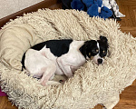 Собаки в Мыске: Добрый отзывчивый песик (Майло) Мальчик, 1 руб. - фото 4