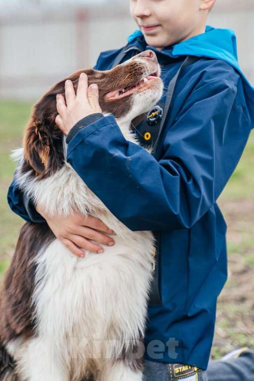 Собаки в Москве: Кобель 7 мес. Документы РКФ Мальчик, 70 000 руб. - фото 3