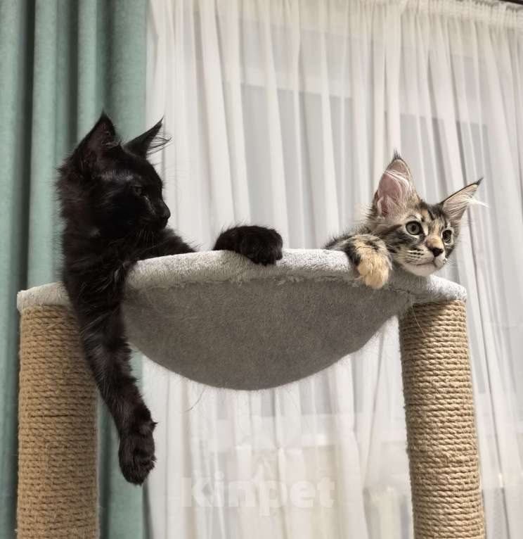 Кошки в Санкт-Петербурге: Котенок мейн кун девочка Девочка, 20 000 руб. - фото 4