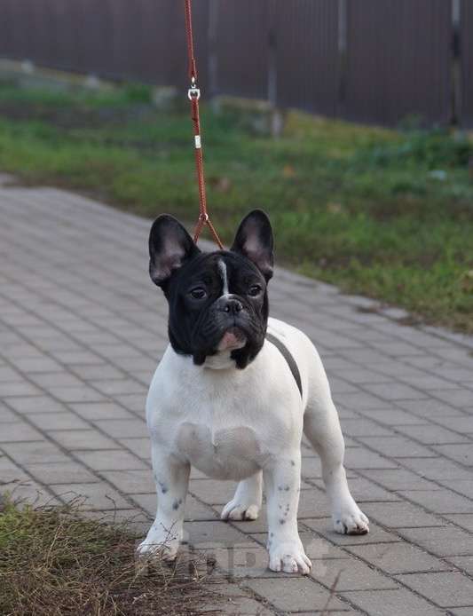 Собаки в Воронеже: Французский бульдог Мальчик, 40 000 руб. - фото 2