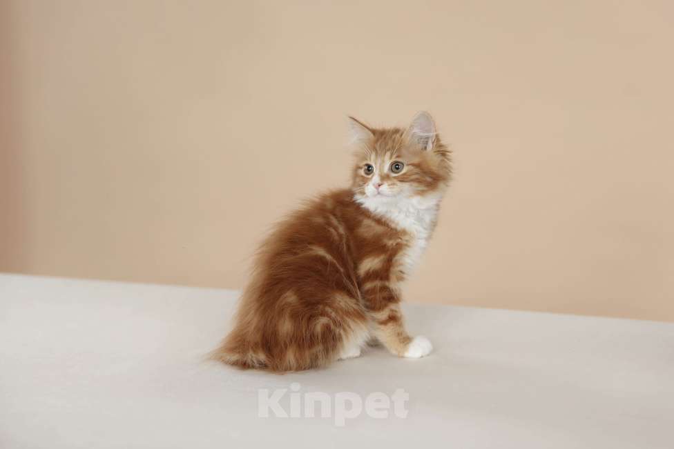 Кошки в Серпухове: Хоста Русские Цветы Курильский Бобтейл Девочка, 45 000 руб. - фото 2