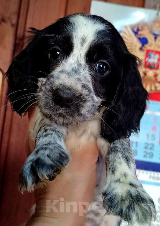 Собаки в Москве: Русский охотничий спаниель  Девочка, 35 000 руб. - фото 5