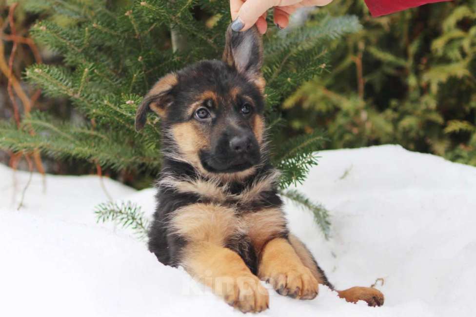 Собаки в Калуге: Немецкие овчарки из питомника Фон Хаус Энжел Девочка, 50 000 руб. - фото 4