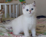 Кошки в Екатеринбурге: Котёнок Гав, 15 000 руб. - фото 2