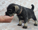 Собаки в Луге: Щенки породы миттельшнауцер от филиала питомника Вайснехте, 35 000 руб. - фото 3