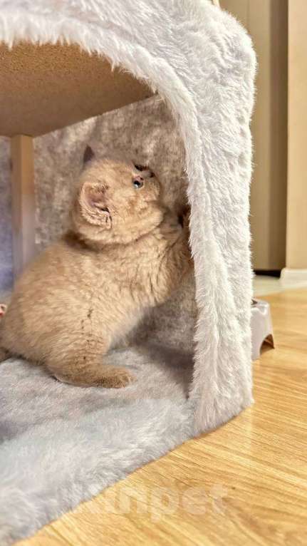 Кошки в Москве: Британский короткошерстный котенок Девочка, 25 000 руб. - фото 1