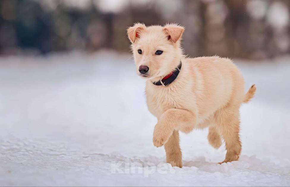Собаки в Наро-Фоминске: Герцог якутенок команды ппбж Якутска Мальчик, Бесплатно - фото 7