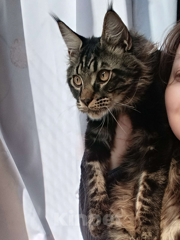 Кошки в Москве: Мальчик Мейн кун Мальчик, 25 000 руб. - фото 6