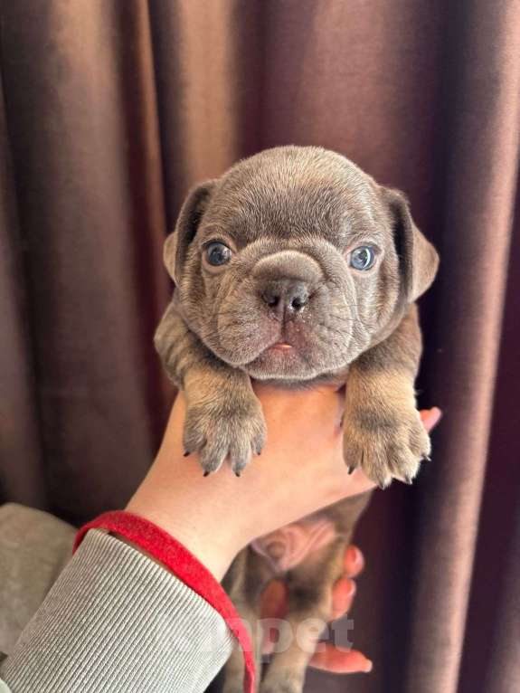 Собаки в Нижнем Новгороде: Ищем ответственных родителей Мальчик, 50 000 руб. - фото 2