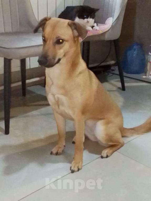 Собаки в Москве: Очень классная небольшая собачка Девочка, Бесплатно - фото 1