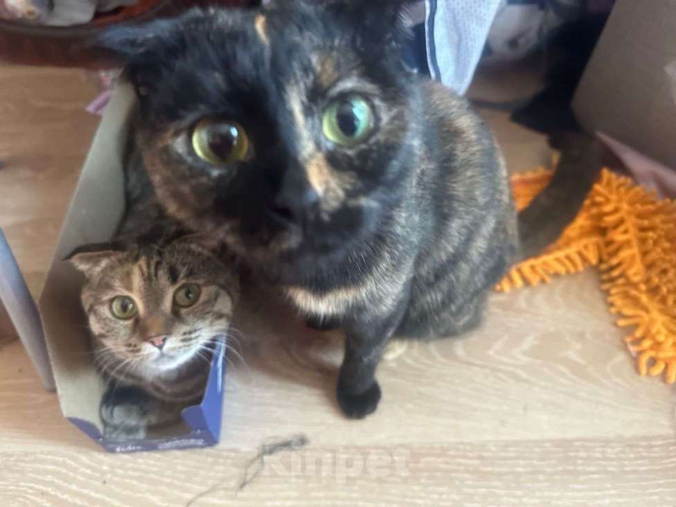 Кошки в Санкт-Петербурге: Две девочки сестрички кошечки Девочка, Бесплатно - фото 1
