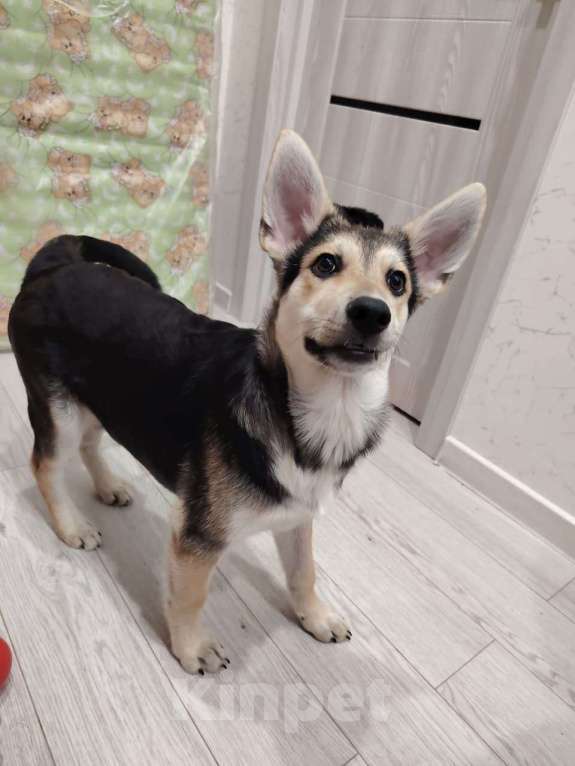 Собаки в Москве: Джокер в добрые руки Мальчик, Бесплатно - фото 1