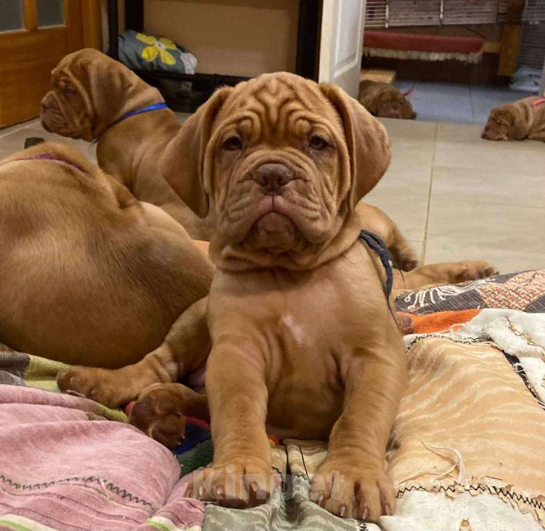 Собаки в Москве: Девочка. Щенок. Бордоский дог. Девочка, Бесплатно - фото 3