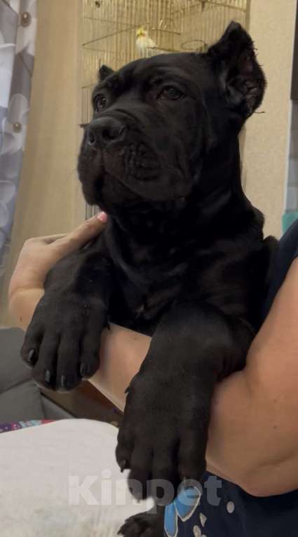 Собаки в других городах Московской области: Щенки Кане Корсо Девочка, 100 000 руб. - фото 4