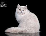 Кошки в Санкт-Петербурге: Британская длинношерстная кошка Девочка, 1 000 руб. - фото 1