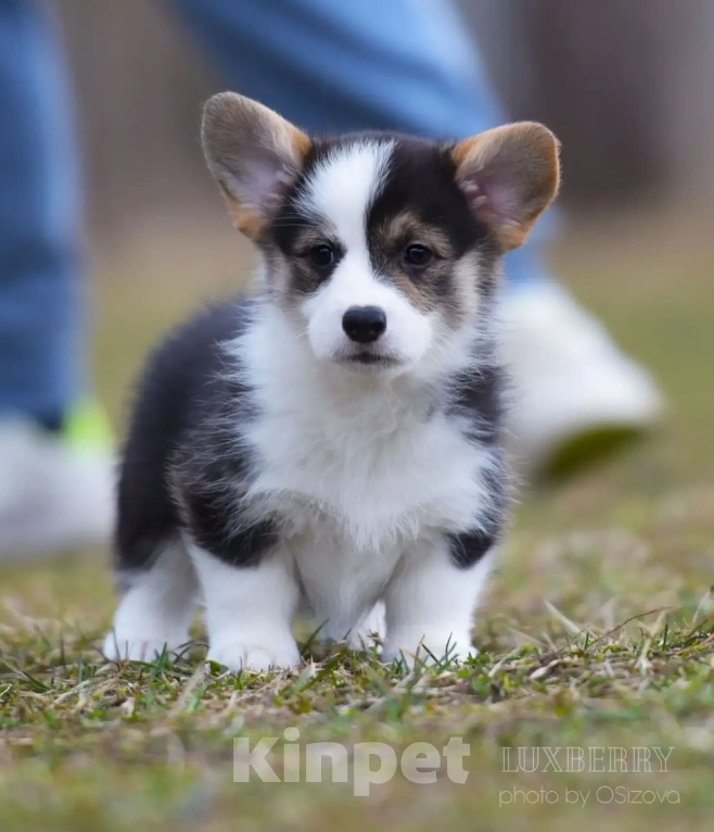 Собаки в Санкт-Петербурге: Вельш Корги Пемброк Девочка, Бесплатно - фото 1