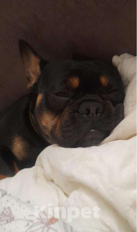 Собаки в других городах Астраханской области: Вязка французского бульдога Мальчик, Бесплатно - фото 3