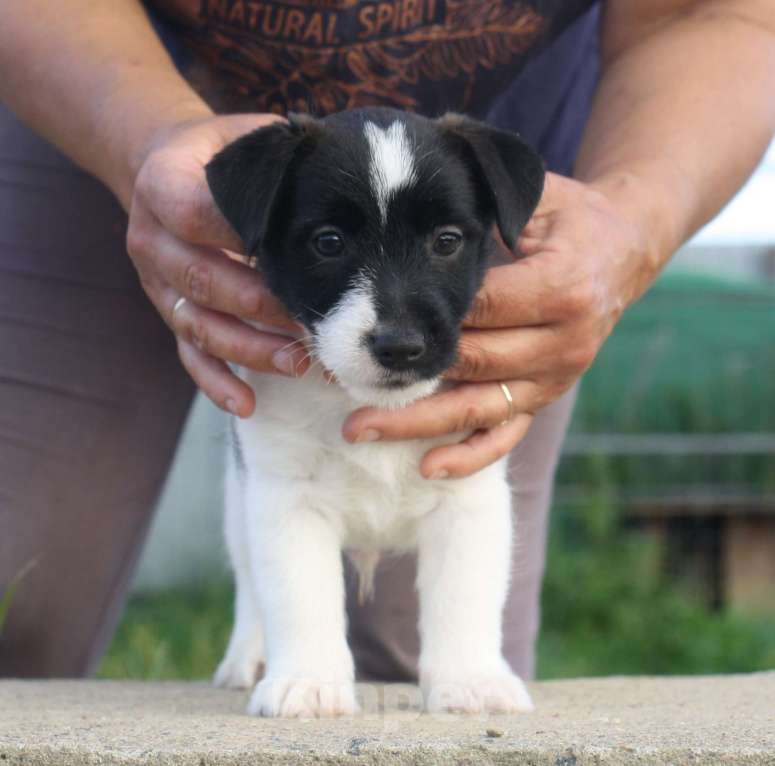Собаки в Всеволожске: ММ ТАМТАЙ ЧЕРНЫЙ БАРХАТ  Мальчик, 45 000 руб. - фото 2