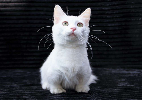 Объявление: белый котик манчкин длинношерстный, Бесплатно, Красноярск