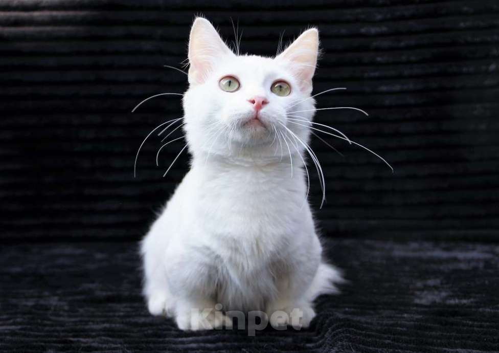 Кошки в Красноярске: белый котик манчкин длинношерстный Мальчик, Бесплатно - фото 1
