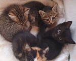 Кошки в Истре: Котёнок Девочка, 1 руб. - фото 1