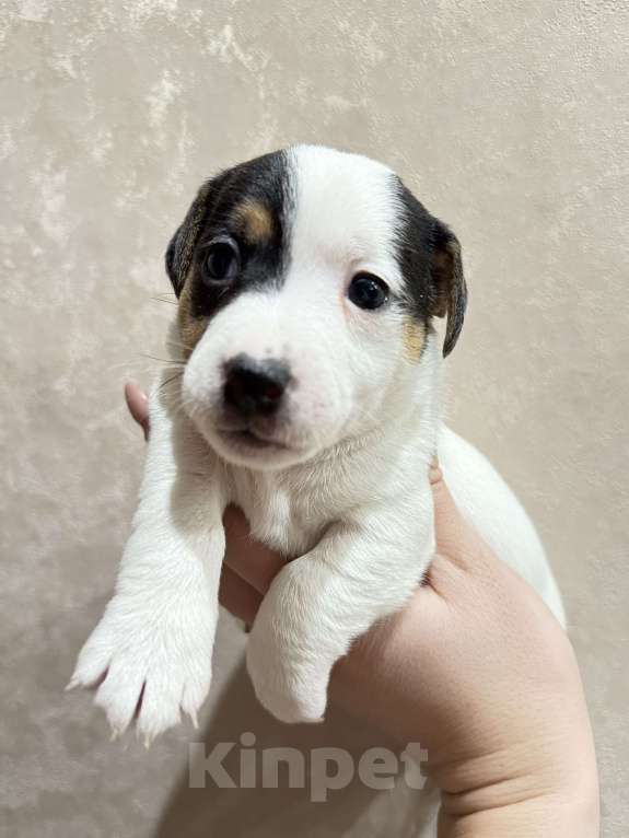 Собаки в Александрове: Щенок Джек Рассел  Девочка, 15 000 руб. - фото 3