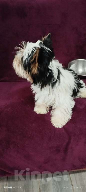 Собаки в Воронеже: MAKne Девочка, 40 000 руб. - фото 4