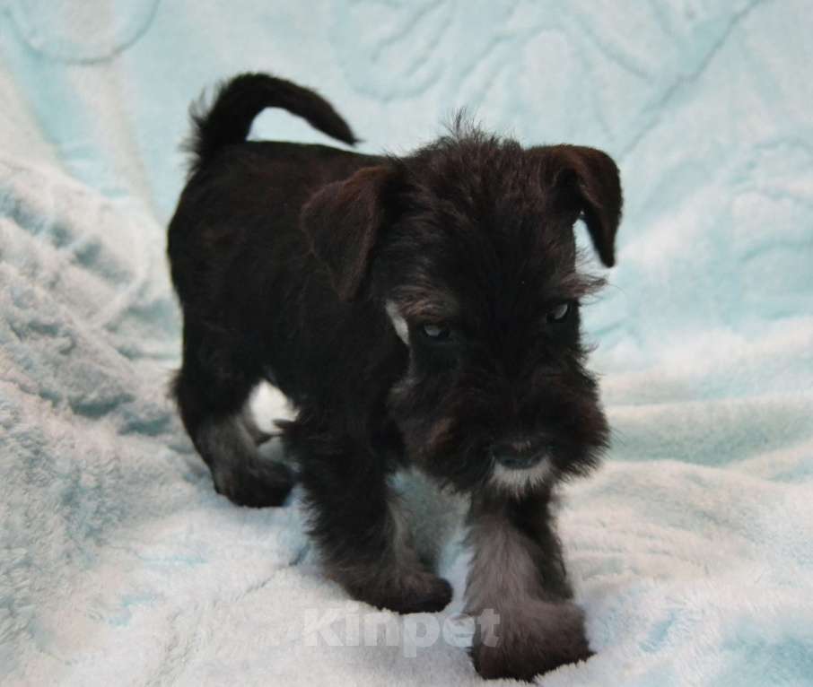 Собаки в Москве: Цвергшнауцер черный с серебром Мальчик, 35 000 руб. - фото 2