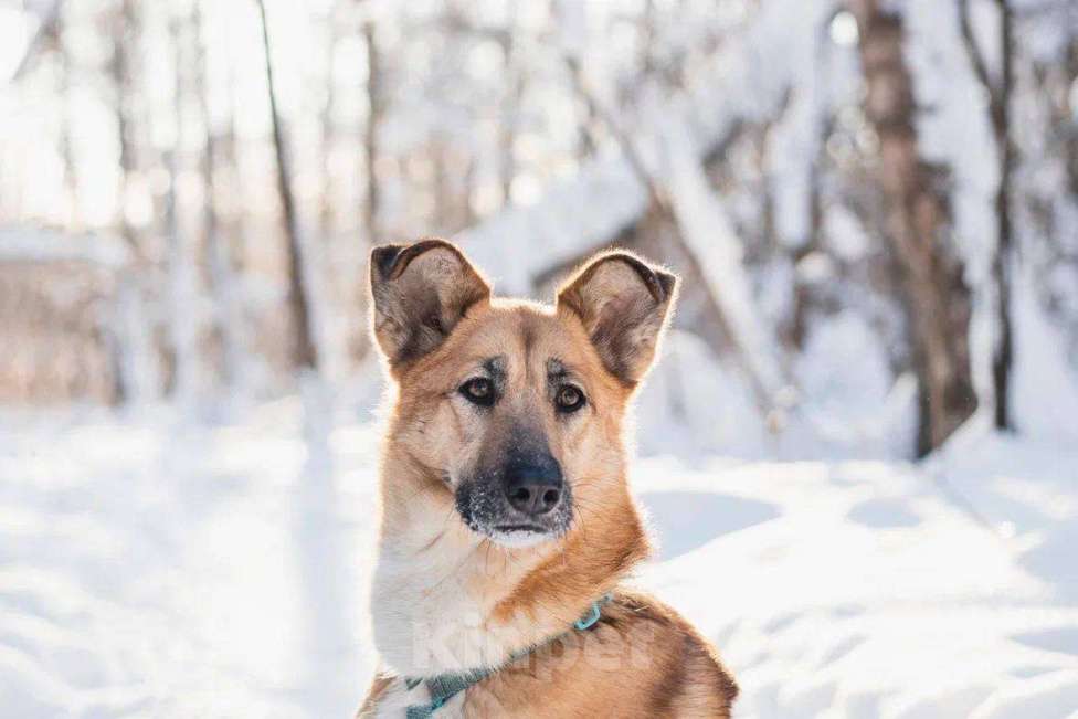 Собаки в Москве: Шарки ищет дом Девочка, Бесплатно - фото 4