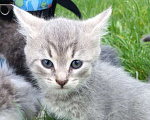 Кошки в Ногинске: Котята в добрые руки Разнополые, Бесплатно - фото 4